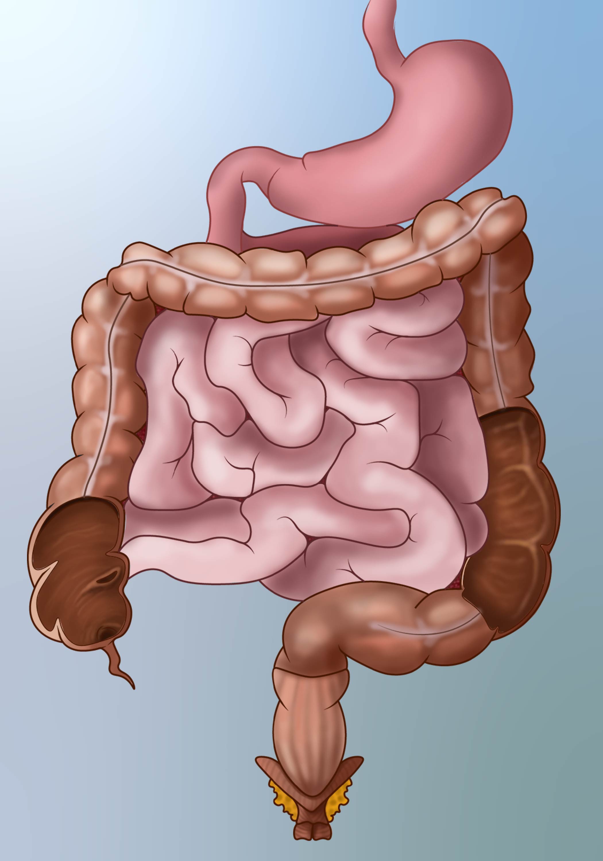 Intestinal Structure